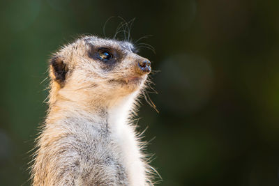 Close-up of an animal looking away