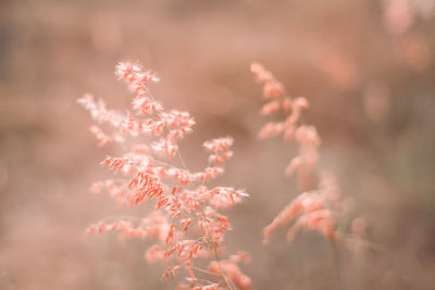 Low angle view of pink flowering plant against sky