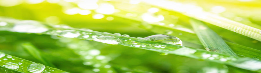 Close-up of water drops on leaves