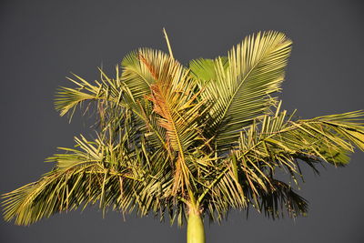 Low angle view of palm tree against clear sky