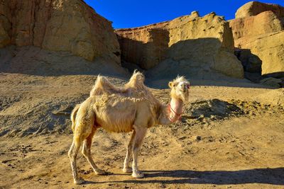 A cute camel in the ghost city in xinjiang, china.