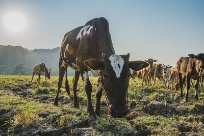 View of cows on field against sky