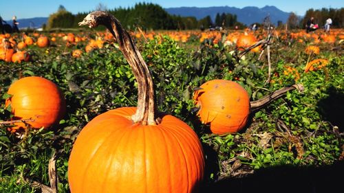 Close-up of pumpkins on field