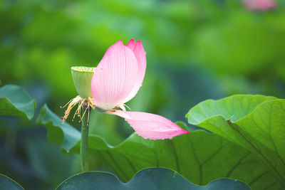 Close-up of pink lotus water lily