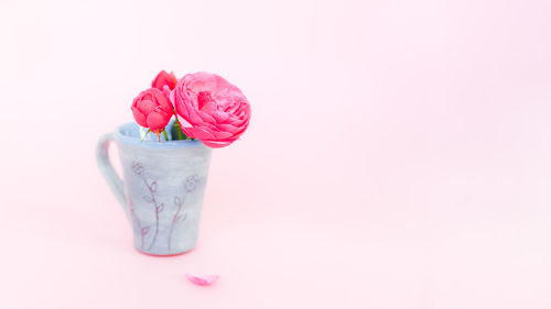 Close-up of rose against white background