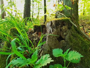 Plants growing on tree trunk