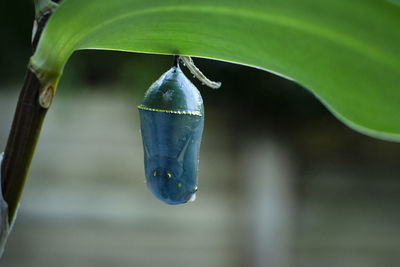 Close-up of insect on leaf