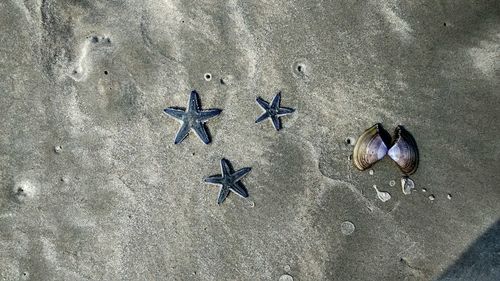 Birds on sand at beach