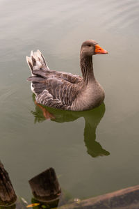 Duck swimming in lake