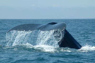 Cropped image of whale swimming in sea