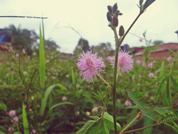 Close-up of purple flowers blooming on field against sky