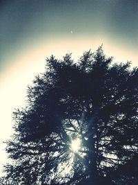 Low angle view of trees against sky