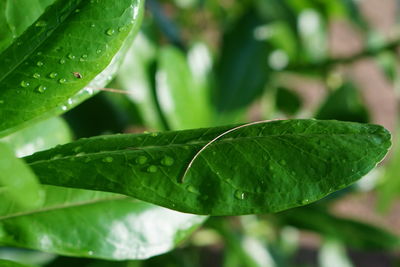 Close-up of wet leaf