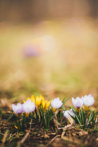 Close-up of yellow crocus flowers on field