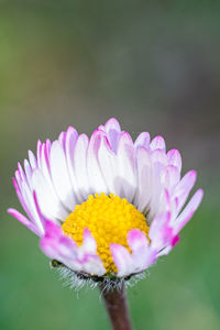 Close-up of pink flower