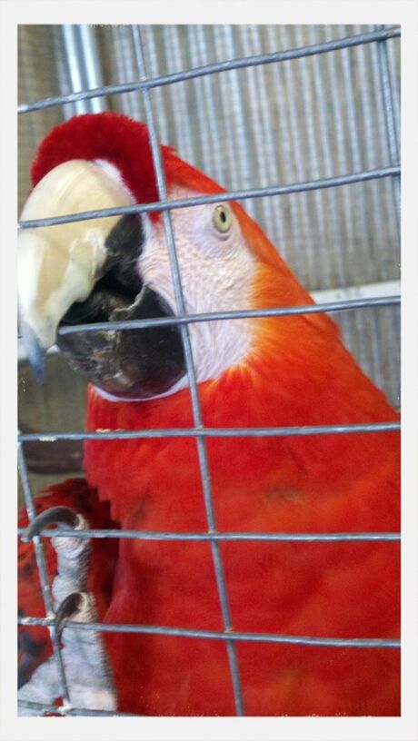 animal themes, one animal, red, transfer print, domestic animals, bird, indoors, pets, close-up, auto post production filter, cage, animal head, parrot, focus on foreground, wildlife, beak, animals in captivity, birdcage, zoology, portrait