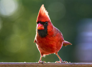 Close-up of a bird