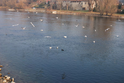 High angle view of birds in lake