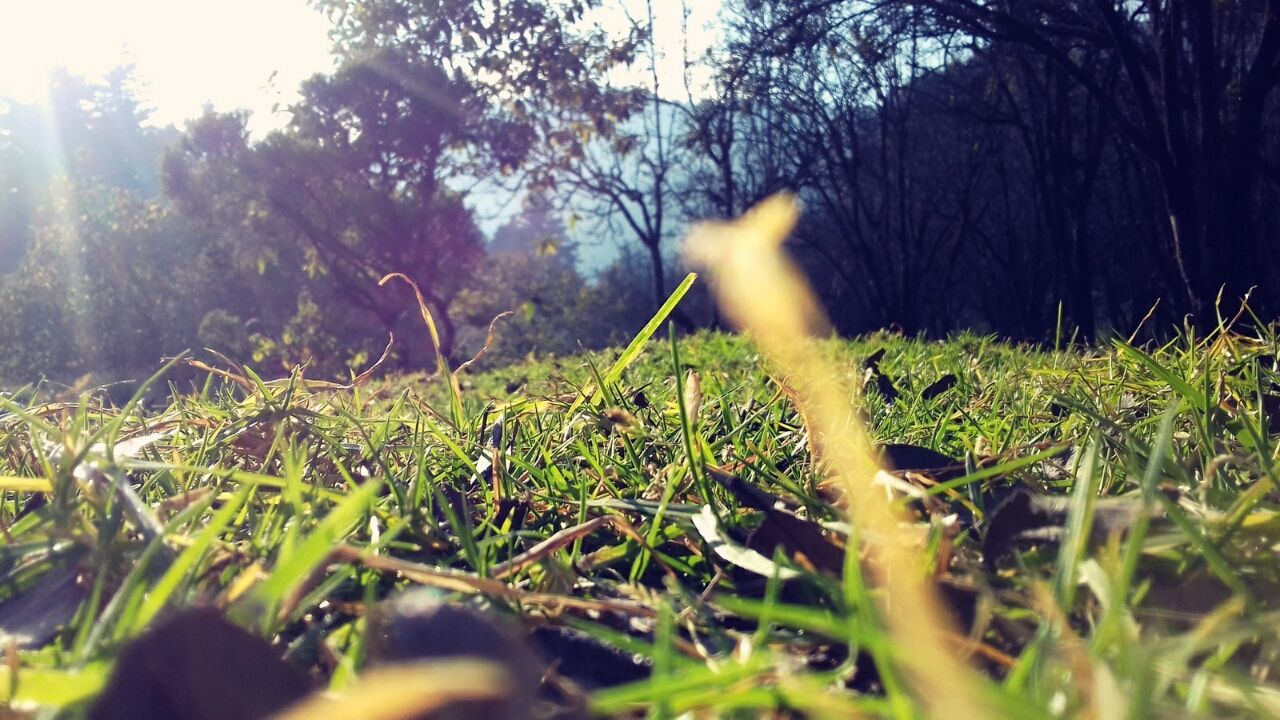 grass, sun, lens flare, field, sunbeam, sunlight, grassy, growth, plant, nature, green color, tranquility, selective focus, beauty in nature, tree, outdoors, forest, landscape