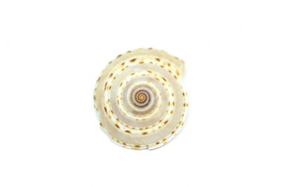 High angle view of spiral on white background