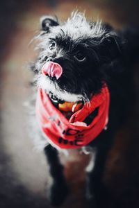 High angle view of dog