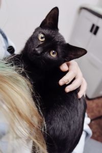 Close-up portrait of black cat at home