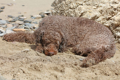 Dog resting on beach