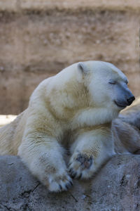 Portrait of ice bear sitting in zoo