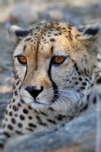 Close-up of a cat looking away