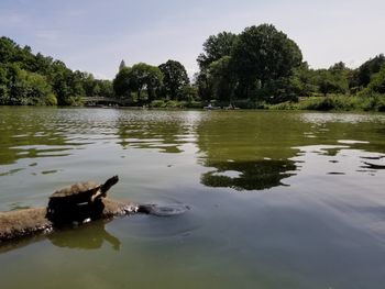 Swan swimming in lake against sky