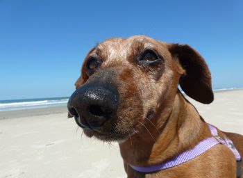 Close-up of dog on beach against clear sky