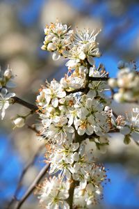 Close-up of blossom on tree