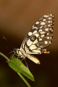 Close-up of butterfly
