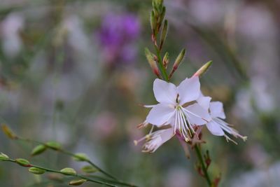 Close-up of white flowers blooming on tree