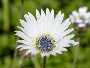 Close-up of white daisy flower