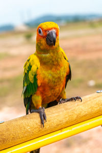 Close-up of parrot perching on railing