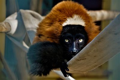 Portrait of black cat in zoo