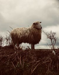 Sheep standing on field against sky