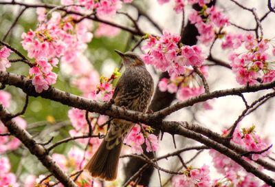 Close-up of pink perching on tree