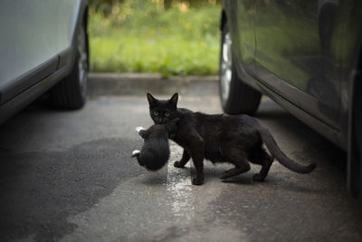 Cat carries kitten under car. cat and kitten. animal runs through parking lot. homeless pet.