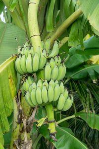 Close-up of bananas growing on tree