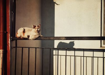 Cat sitting on railing