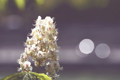 Close-up of flower buds