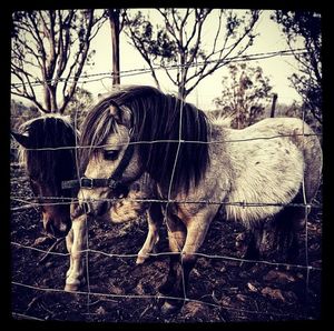 Goat in pasture
