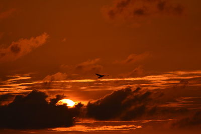 Low angle view of bird flying in sky
