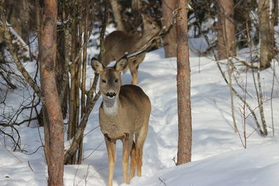 Deer standing on snow field during winter