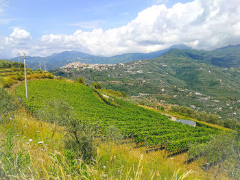 Scenic view of field against sky