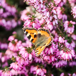 Close-up of butterfly pollinating on pink flower