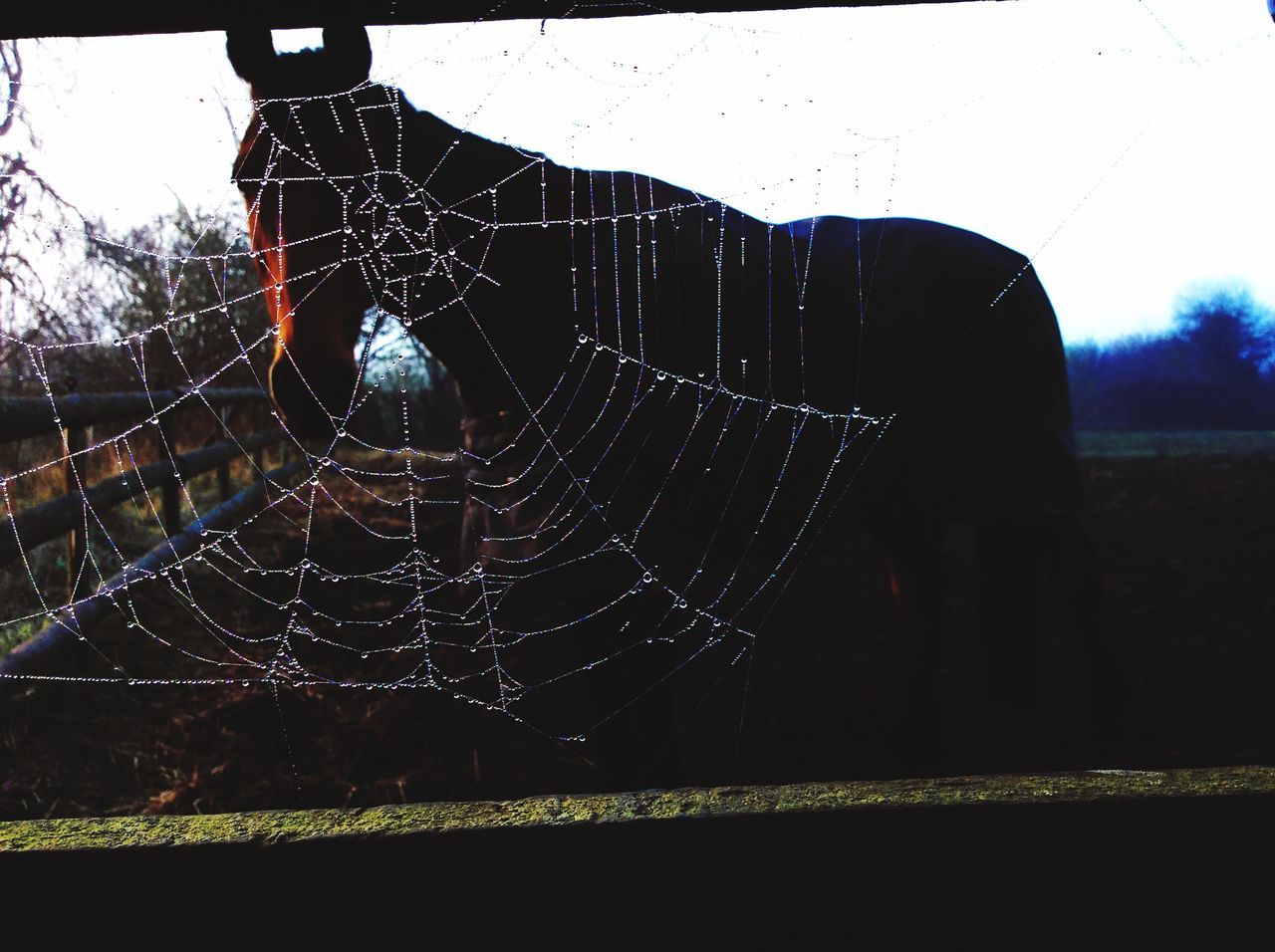 transfer print, men, lifestyles, leisure activity, auto post production filter, transportation, land vehicle, focus on foreground, spider web, unrecognizable person, outdoors, day, street, rear view, mode of transport, silhouette, sky, clear sky