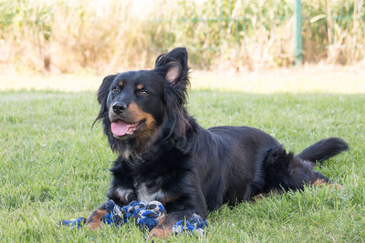 Border collie mix in closeup